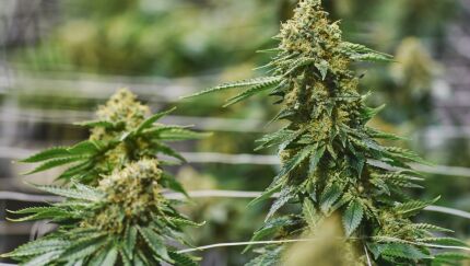 Flowering cannabis plants