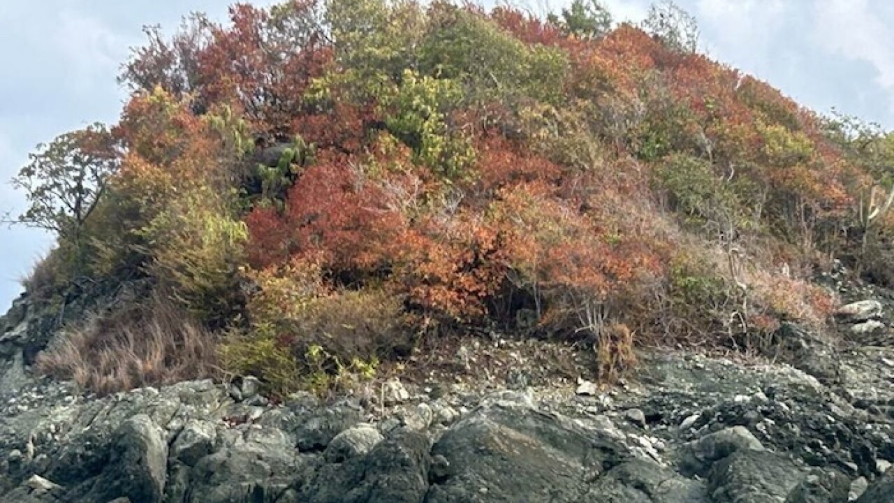 Dry vegetation affected by a drought in St. John, U.S. Virgin Islands.