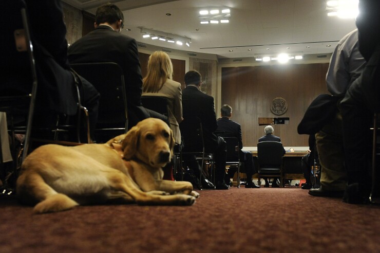 Service Dog.Bloomberg.jpg