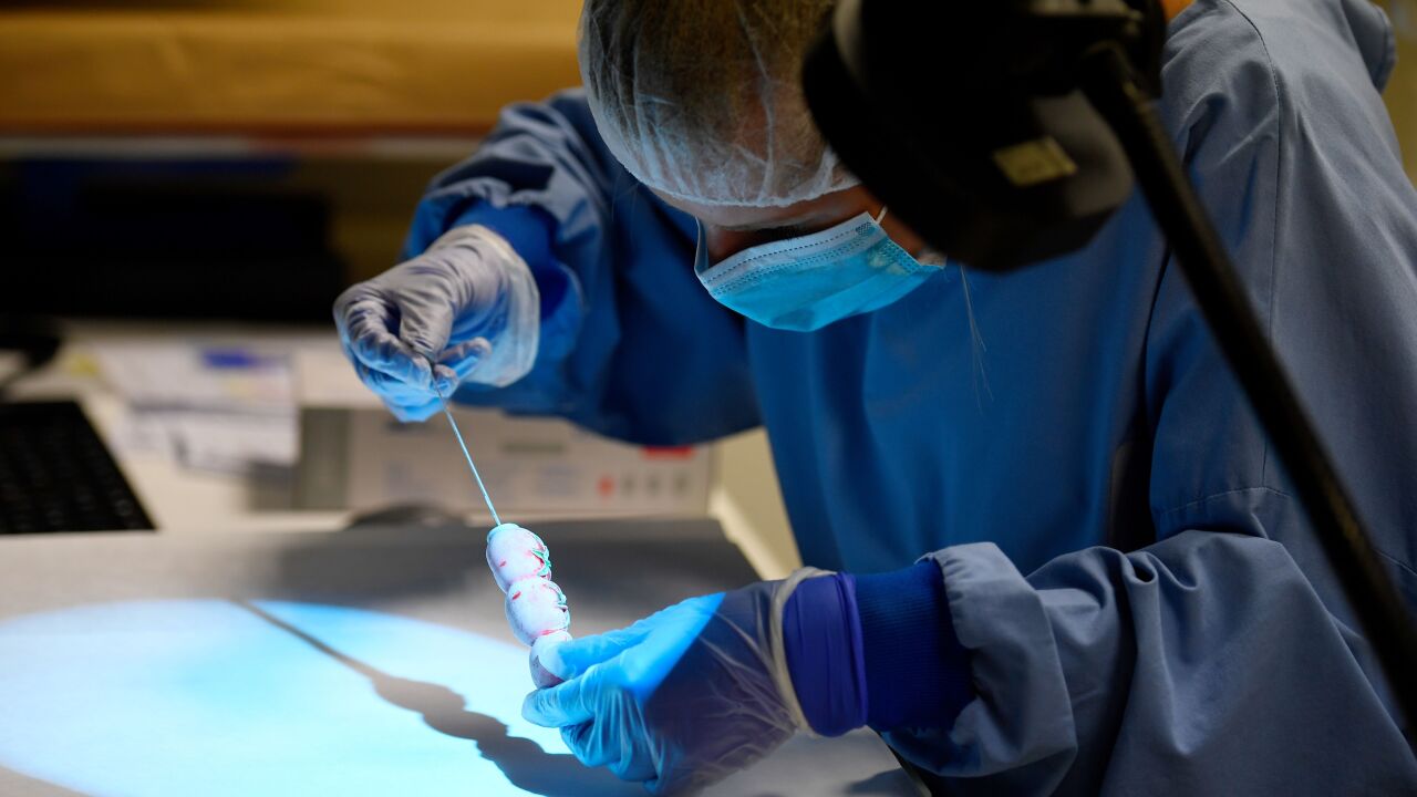 A technician uses a special lighting device called "crimescope" to search fingerprints on a knife on May 22, 2018 at Eurofins Forensic Analysis unit based in Nantes.