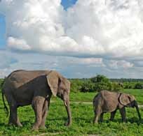 twoelephantscrop.jpg