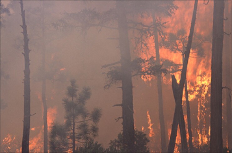 wildfire-357.jpg