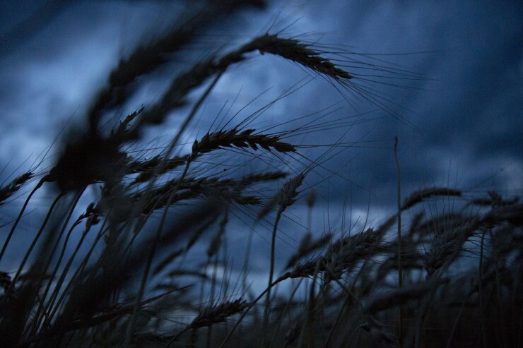 Hard red winter wheat stands in a field during harvest in Plainville, Kansas.