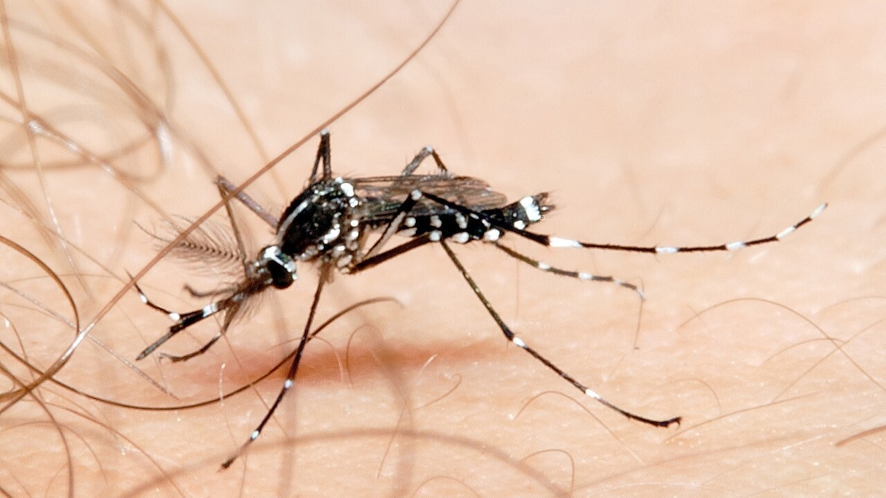 Bloomberg-mosquito.jpg
