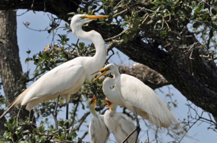 great-egrets-credit-charles-lee.jpg