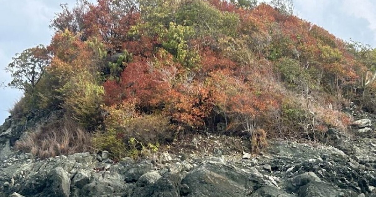 Photo: bondbuyer.com Dry vegetation affected by a drought in St. John, U.S. Virgin Islands