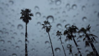 Palm Trees During A Rain Storm