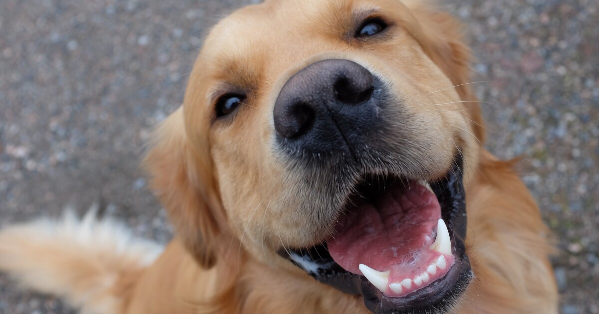 Lawyer sues IRS to recognize pets as dependents Lawyer sues IRS to recognize pets as dependents