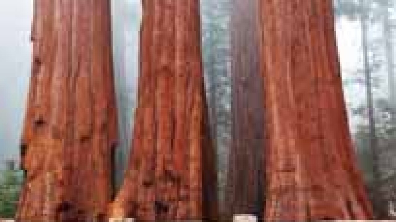 redwoods.jpg