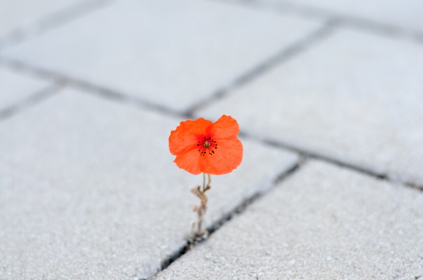 Poppy growing between cracks