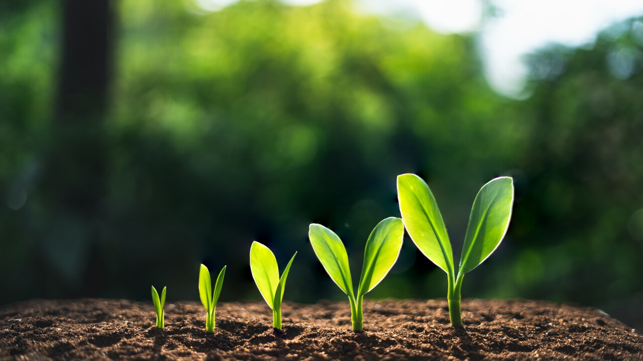 Tree growth In the natural background