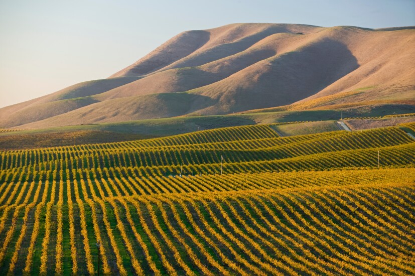 Vineyard in Santa Maria California