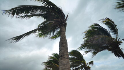 Palm trees blown in a hurricane