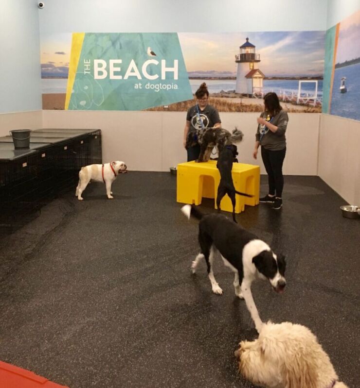 Dogtopia Dog Day Care