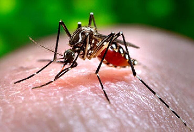 zika-carrying-mosquito-credit-cdc-357.jpg