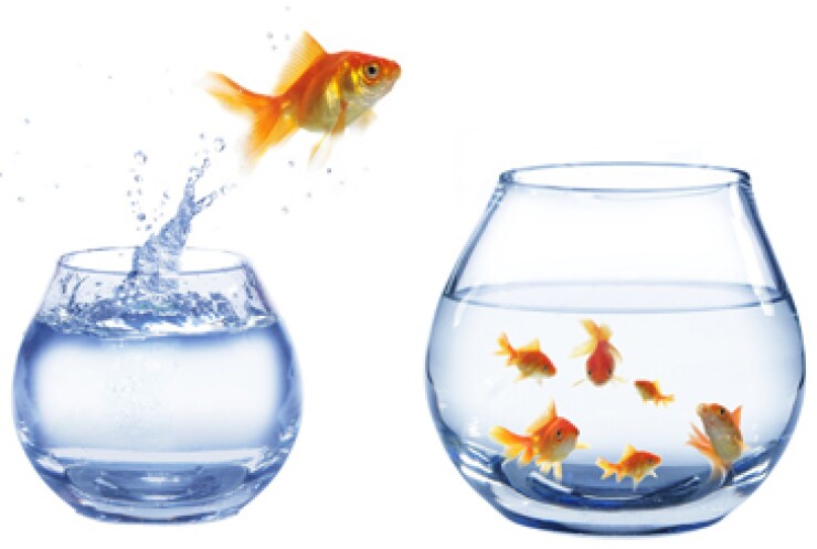 goldfish-jumping-to-bowl-foto-365.jpg