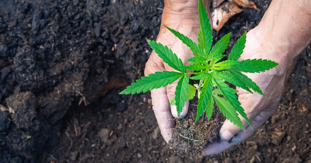 Cannabis companies find tax workaround via ESOPs Cannabis companies find tax workaround via ESOPs