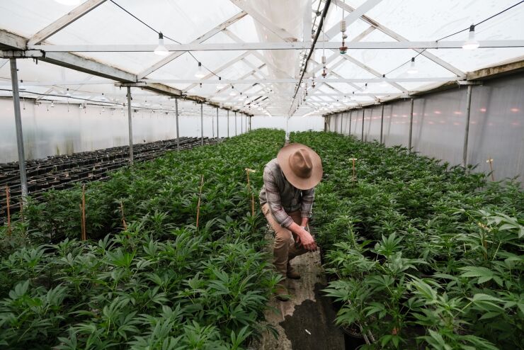 A Cannabis Harvest As Tax Revenue Generate Over $2 Billion Last Year