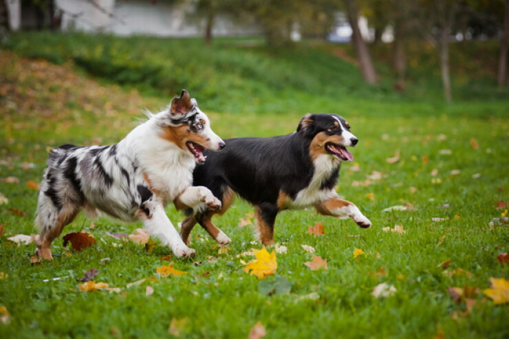 Australian shepherd dogs