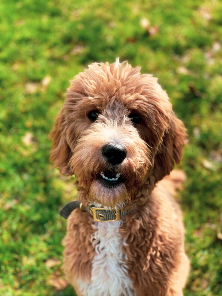 Cano's Dog