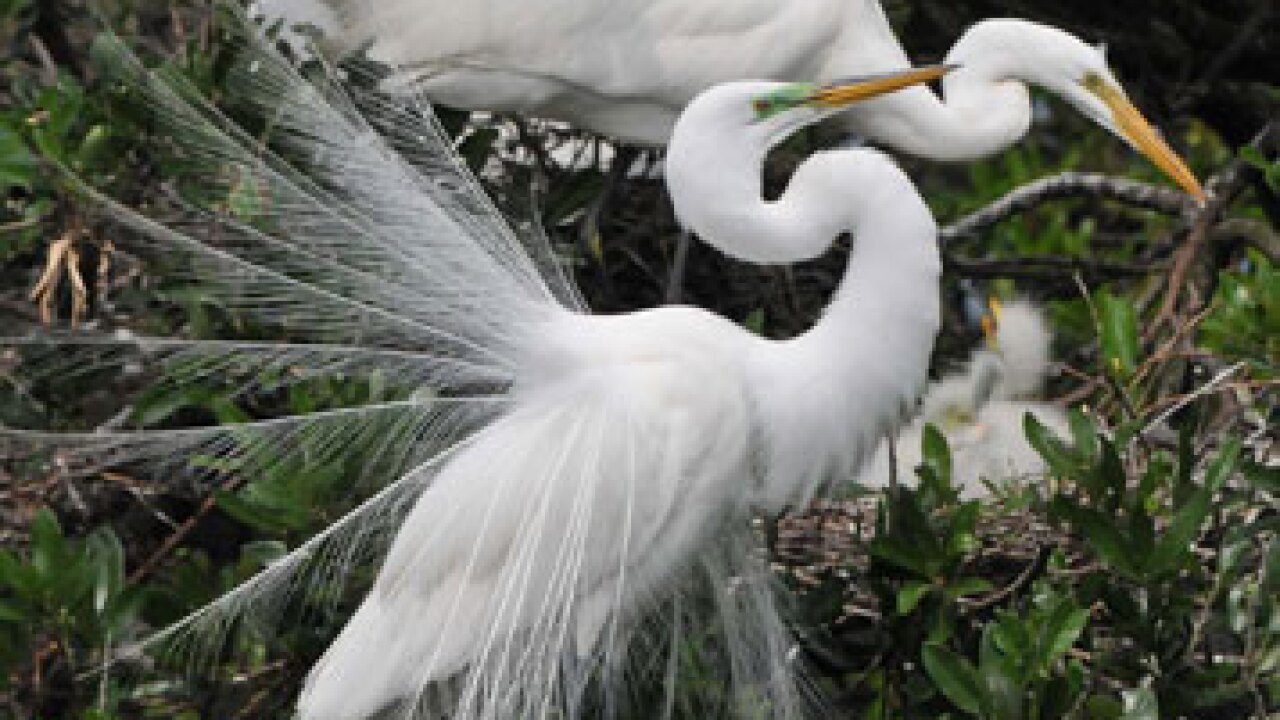 floridas-great-egrets-credit-charles-lee.jpg