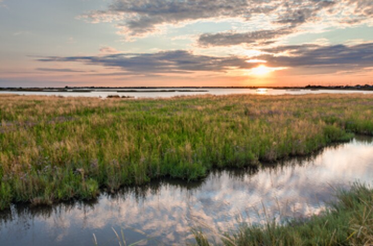 wetland-fotolia.jpg