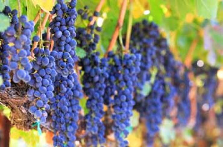 grapes-vine-fotolia.jpg