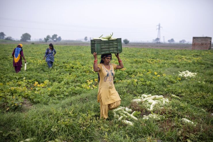 A farmhand carries a crate of bottle gourds picked at a farm where the vegetable is being grown as an alternative to rice in Karnal district, Haryana, India, on Friday, June 26, 2020. India's 1.3 billion people have access to only about 4% of the world’s water resources, and farmers consume almost 90% of the groundwater water available. Stoked by climate change, the water crisis has forced Prime Minister Narendra Modi's government to try and turn around decades of established farming practices and convince the country's most powerful voting bloc to change the crops they plant. Water-guzzlers like rice and wheat are out, corn and pulses are in. Photographer: Prashanth Vishwanathan/Bloomberg