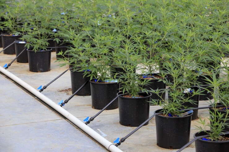 Marijuana plants grow in a greenhouse at the Los Suenos Farms facility in Avondale, Colorado.