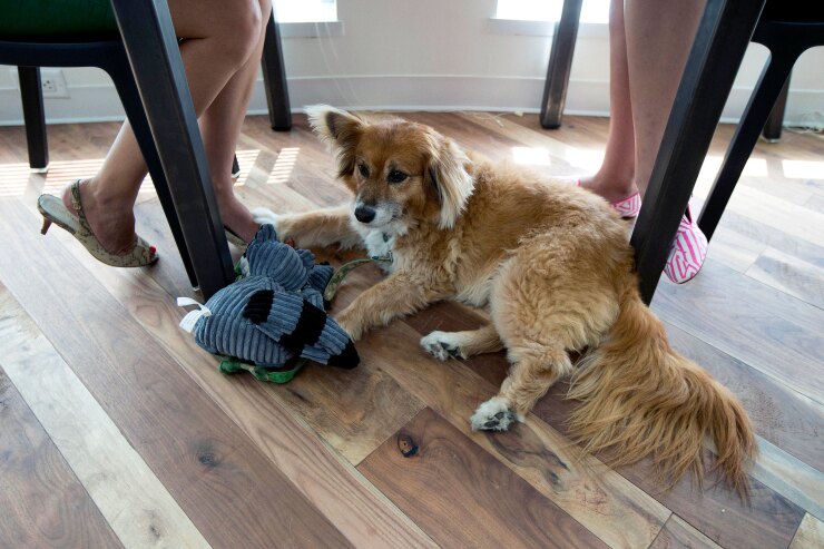 Dog.Office.Bloomberg.jpg