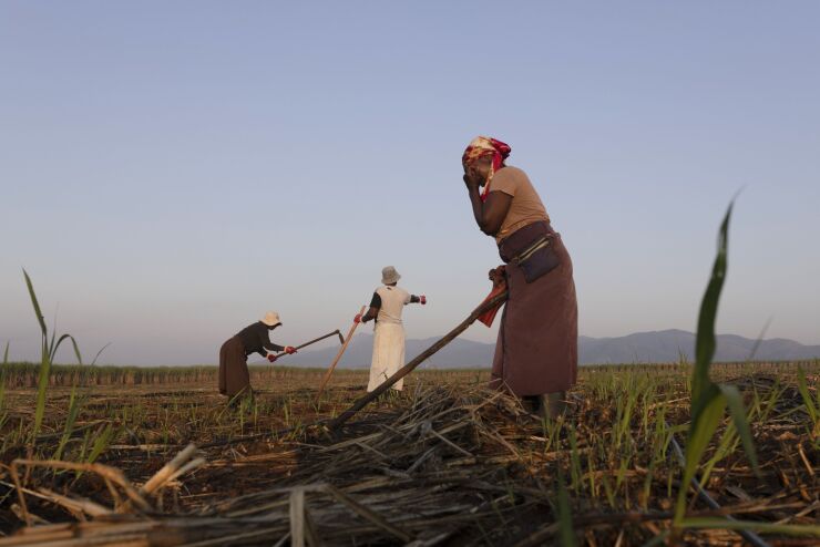 Workers use hoes to work on a sugar cane field at the Khanyangwane sugarcane project in Nkomazi, Mpumalanga province, South Africa, on Wednesday, May 3, 2023. Governments and businesses are struggling as a rise in extreme weather events coincides with a surge in borrowing costs. Photographer: Guillem Sartorio/Bloomberg