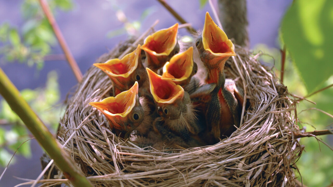 Hungry baby birds in a nest