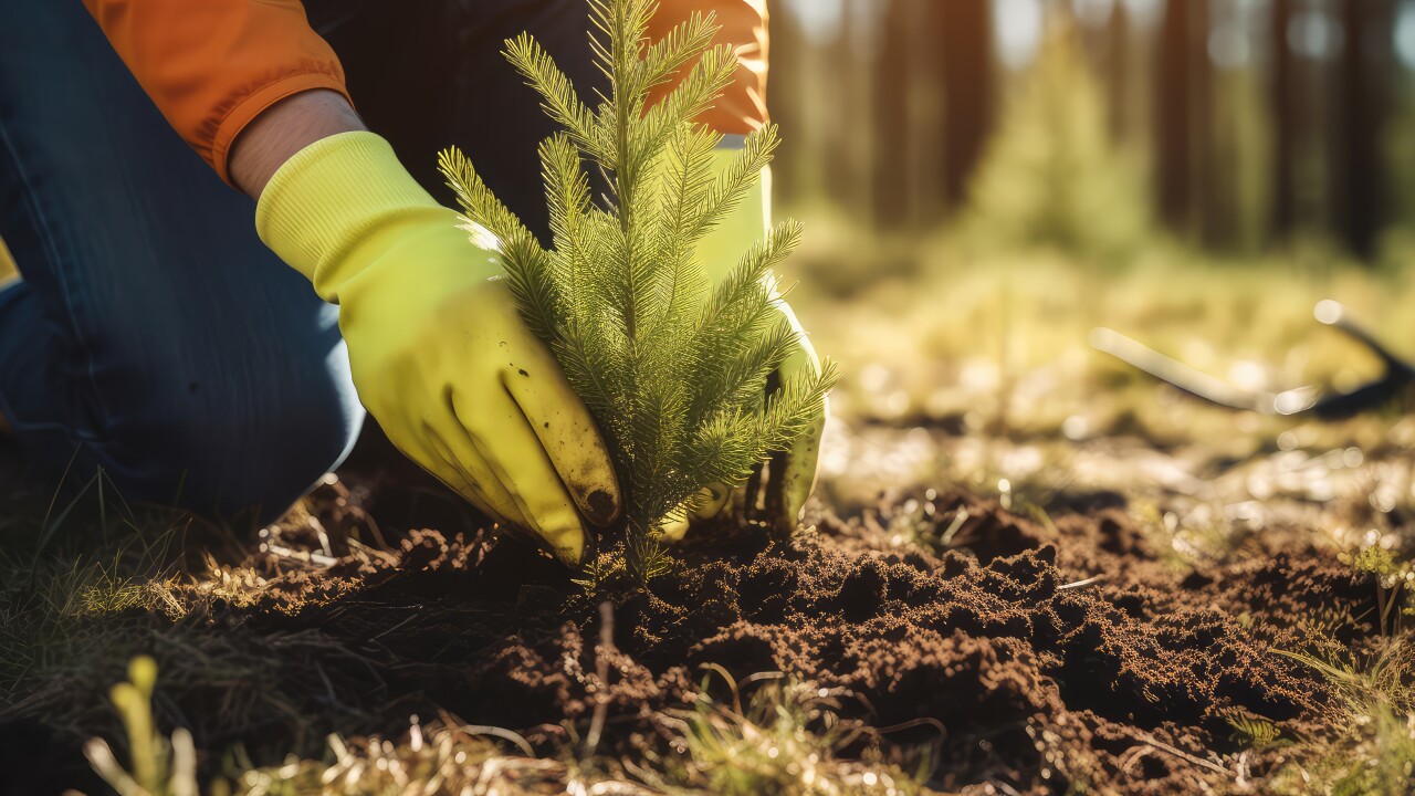 A person planting a pine tree seedling