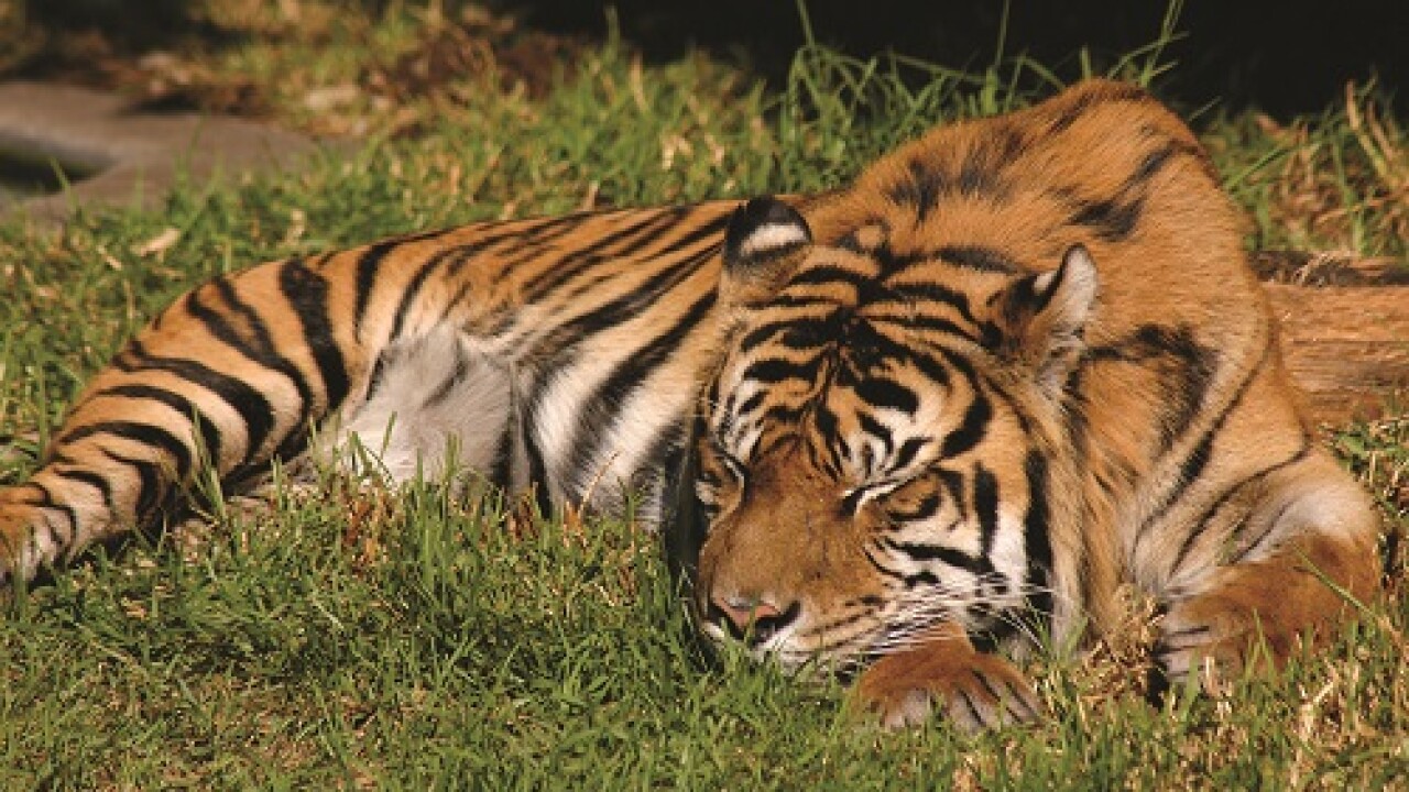 TigerSleeping