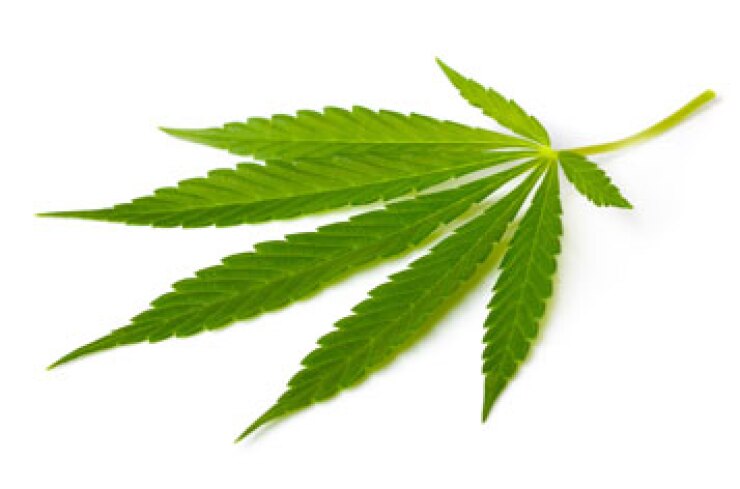 marijuana-fotolia.jpg