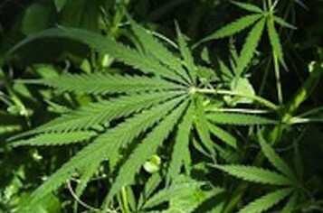 marijuana.jpg