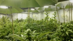Marijuana plants stand in a flower room at the grow facility for Sense of Healing dispensary in Denver, Colorado.