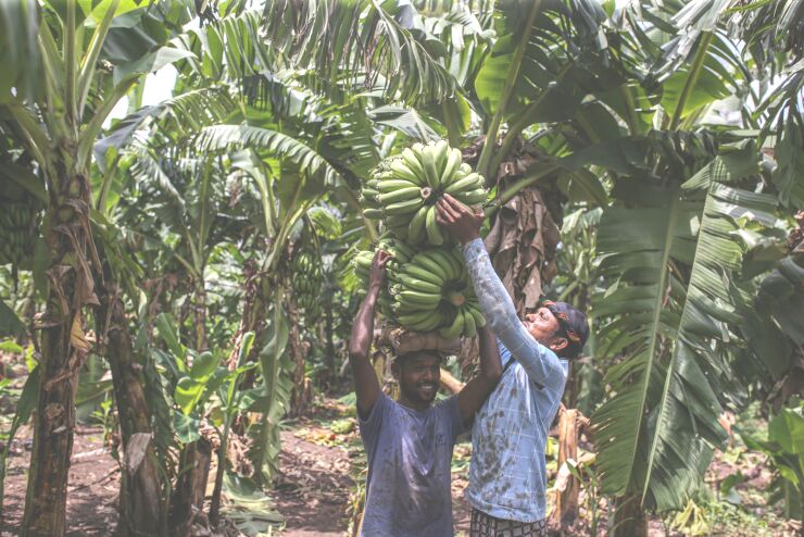 Banana Harvesting as Patchy Monsoon Rain Raises Growth and Inflation Worries in India