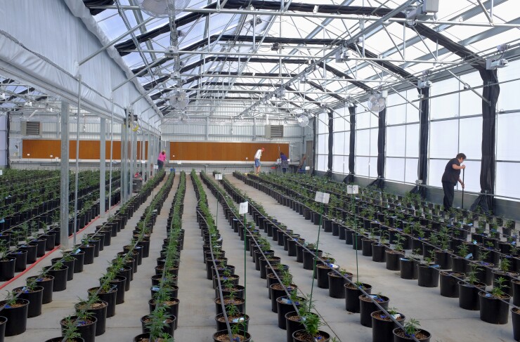 Workers clean up and check plant tags after transplanting marijuana plants to grow in a greenhouse at the Los Suenos Farms facility in Avondale, Colorado, U.S., on Thursday, Feb. 25, 2016.
