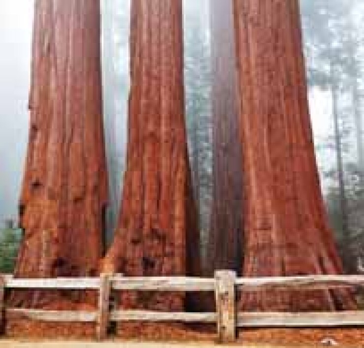 redwoods.jpg