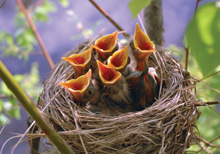 Hungry baby birds in a nest