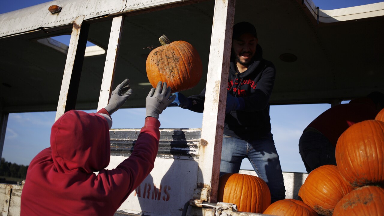 Pumpkin farmers harvesting their crop