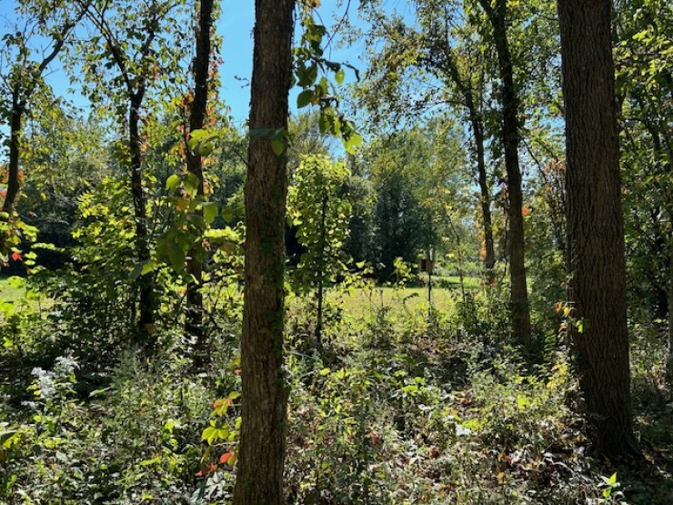 Field behind trees in Lake County forest preserve