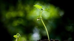 Two young seedling plants growing