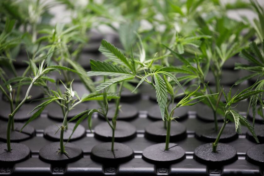 Cannabis plants