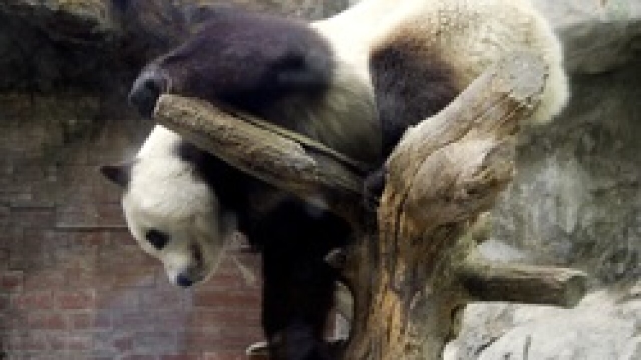 pandaaa.jpg