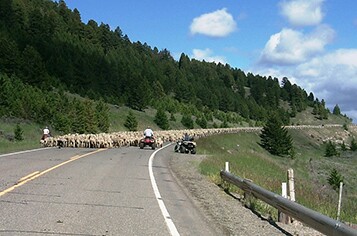 montana-dotsheep-herding.jpg