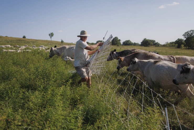 A person extending a temporary fence as his cattle and sheep rush for fresh pasture.