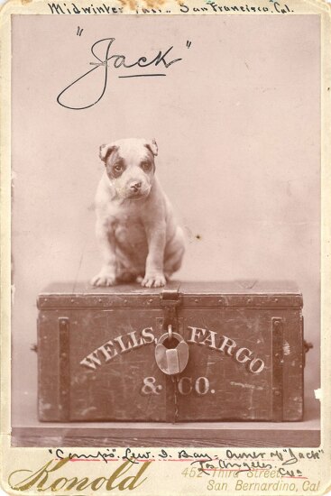 4 Jack the Dog - Wells Fargo.jpg